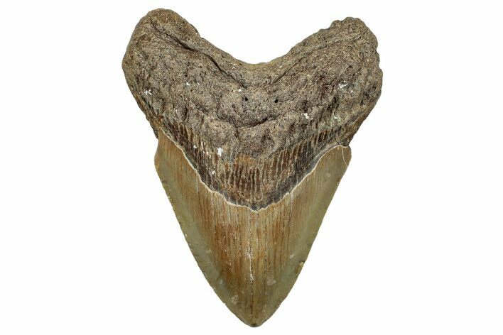 Fossil Megalodon Tooth - North Carolina #255231